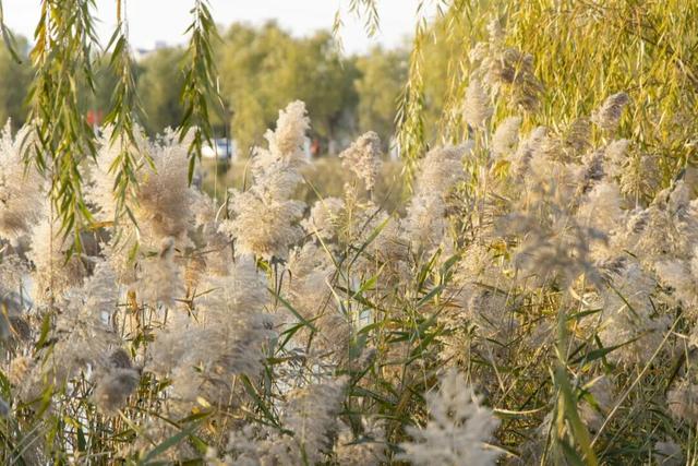 解锁“美拉德”色系！东平的秋天是懂氛围感的