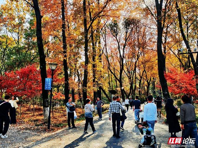 【每日一图@湖南】层林尽染，游人如织，湖南省植物园开启最美“枫”景季