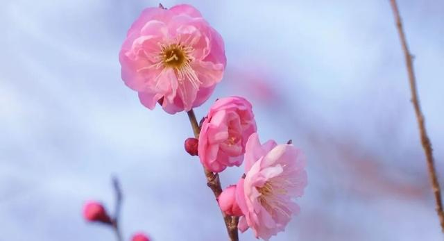 梅花山早梅“剧透”！盛花期在……