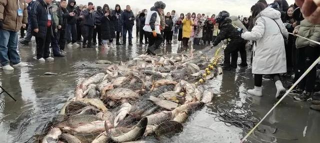 这个冬天，猫在巴彦淖尔才是幸福事