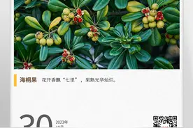 湖湘自然历丨秋实累累⑨芬芳的花，灿烂的果图片