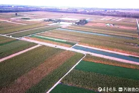 半岛金色田野，犹如五彩锦毯铺满大地图片