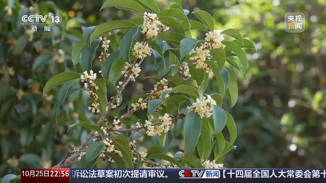 多地气温骤降 今年的秋天去哪儿了