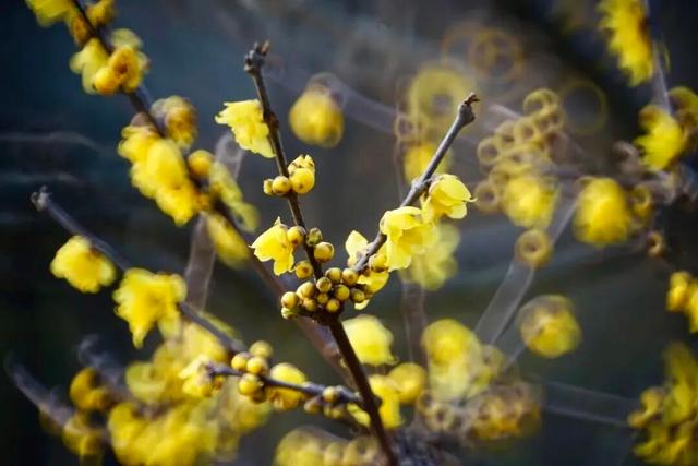 无锡梅园重要通知！