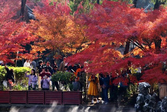 栖霞山人气爆棚，红叶超长待机！@友友们，错峰更有乐趣哦~