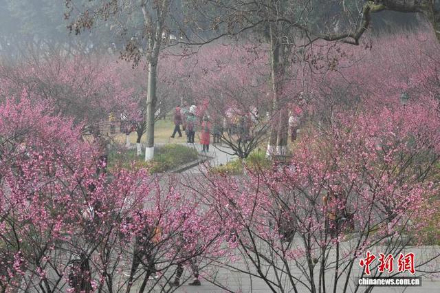 重庆：红梅绽放引客来 暗香浮动惹人醉