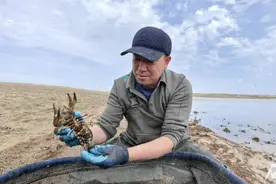 一只额河螯虾的“北繁南养”路图片