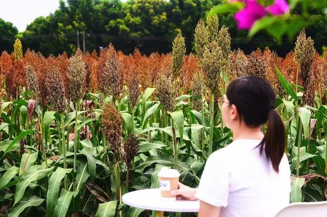 超出片！大邑这片绝美高粱地藏不住啦~