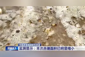 华南多地海域发生赤潮，数月后还将爆发夜光藻图片