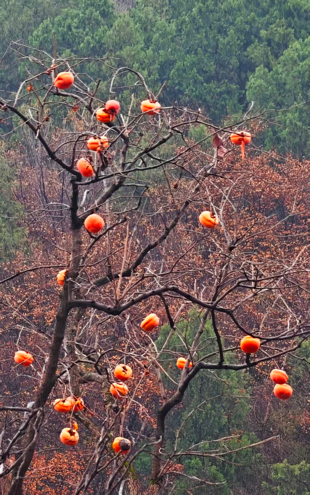 满院金黄！门头沟广化寺千年银杏引游人打卡