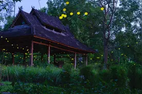 浪漫！萤火虫林间起舞宛如童话世界图片