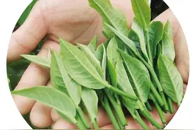 南方有嘉木 五邑茶飘香图片