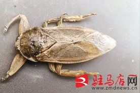驻马店市民发现一只“怪异虫” 原来是“水中恶霸”田鳖图片