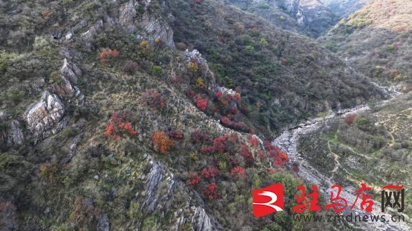 层林尽染！口门水库山间红叶进入最佳观赏期