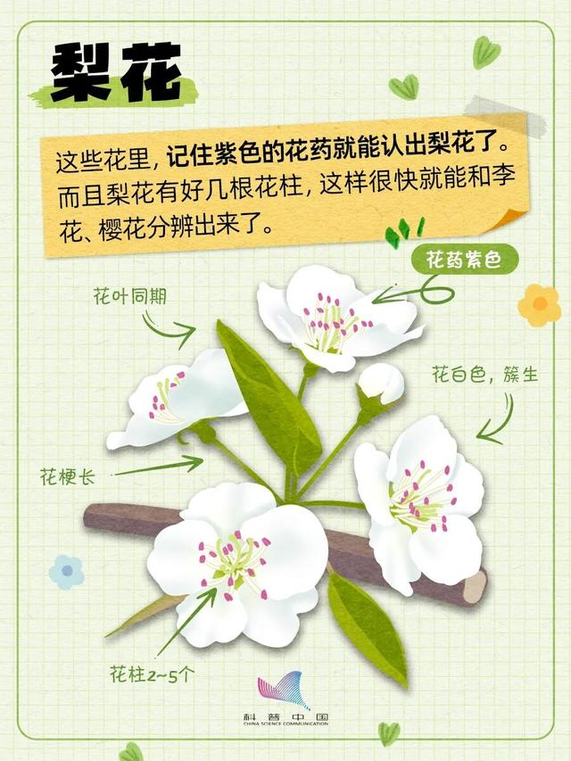 徐州这条路，美出圈了！