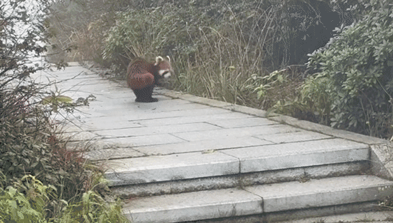 “小小峨眉山”爆梗刷屏，背后是山岳型景区转型的“小小努力”