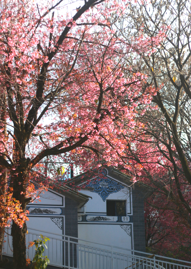 心动预警！大理这份粉色浪漫太治愈了
