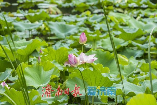莲叶田田夏意浓 | 一年四季 泉在济南