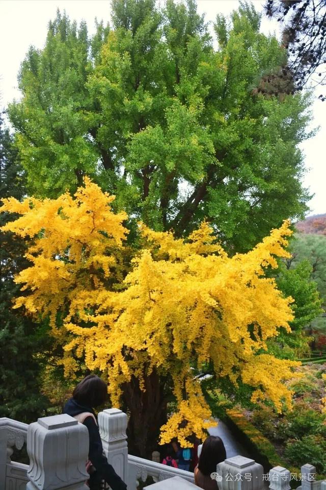 金色瀑布！北京这些千年古银杏正在最佳观赏期！