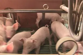 云南景东：“小果壳”参与生态循环，拓宽绿色产业发展路径图片