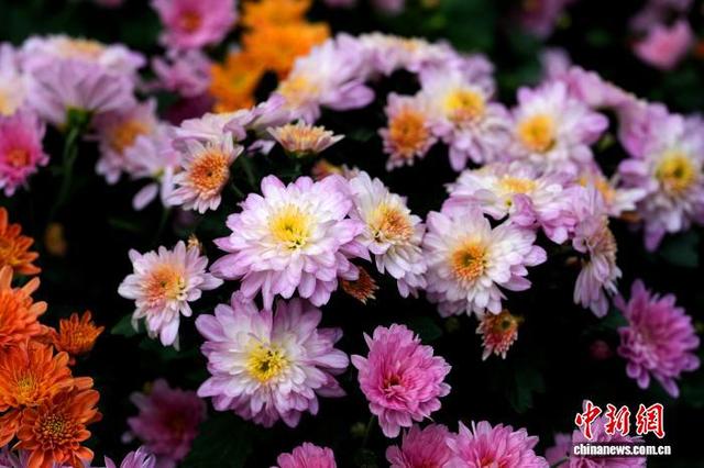 四川成都：700余种菊花亮相引游人