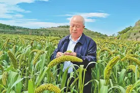 种小米的多了，火出圈的为何是米脂？｜新京智库图片