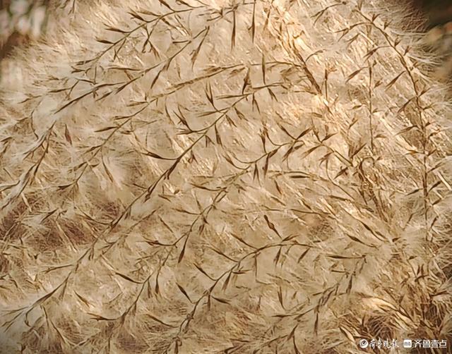 沂河岸边荻花开，如诗如画随风摆