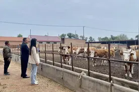 库伦旗：扩群提质 奏响肉牛产业高质量发展新牧歌图片