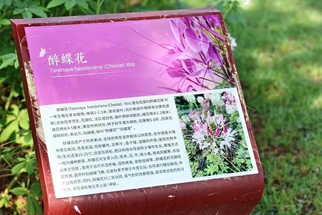 15000㎡花海！免费打卡！珠海人约起来！