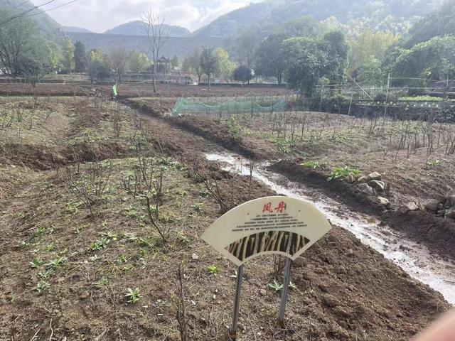 2025网聚美好安徽 | 凤凰山的“花样”富民路