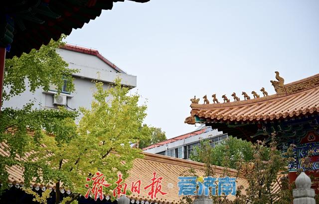 一年四季 泉在济南丨黄绿交织，邂逅文庙别样秋韵