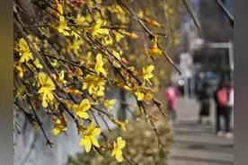 花期提前近半个月！北京2025赏花季开始啦——图片