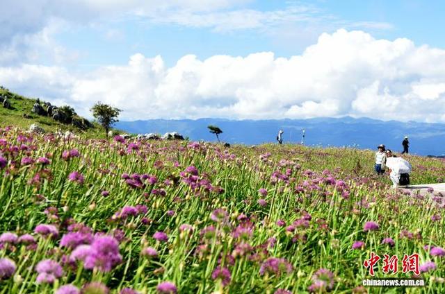 贵州六盘水：万亩野生韭菜花开引游客