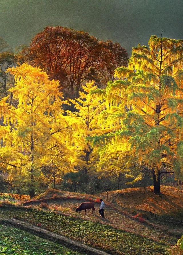 千年银杏韵，金黄满地诗，金色海洋游玩攻略来了！