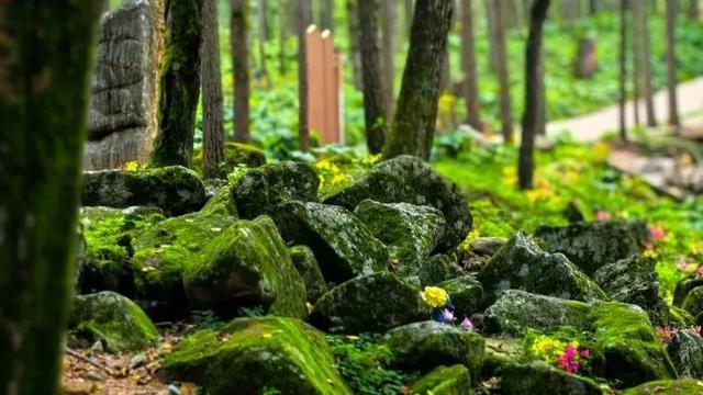 免门票福利！白云山绝美秋色正在上映→