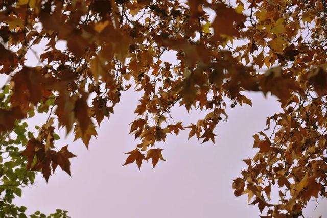 美！金堂这条梧桐大道，来一次就爱上！