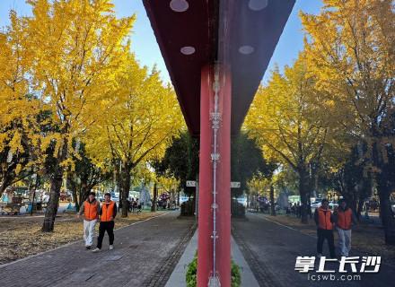 橘子洲银杏林迎来最佳观赏期