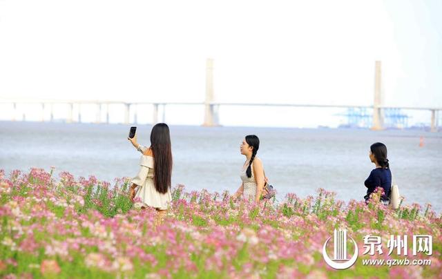 醉蝶盛放待君来 泉州市区滨海公园醉蝶花如期盛放