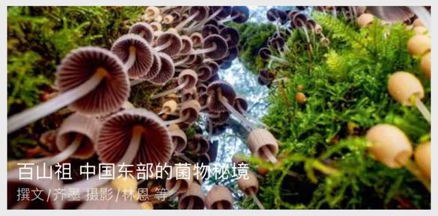 《中国国家地理》重磅推荐 | 探秘中国东部的菌物秘境