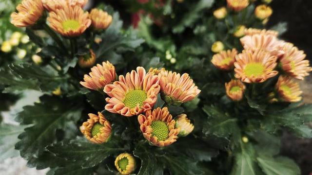 诗画鹤峰：容美秋色