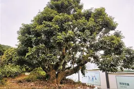 南山拍卖6棵古树荔枝采摘权 树龄百年以上 起拍价每棵2万元图片