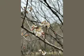 樱花开了！就在武汉这些景区图片