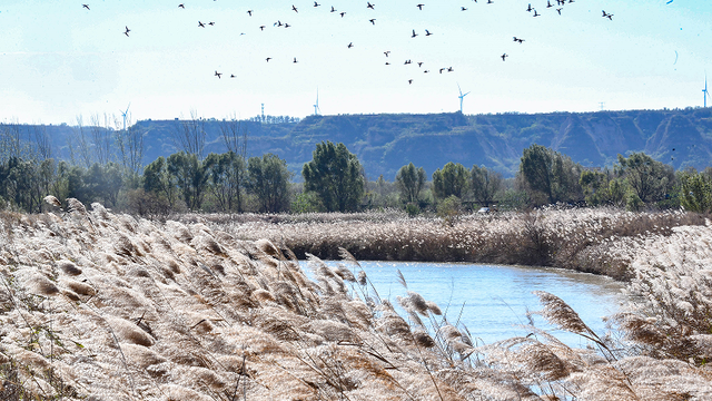绝绝子！除了绝绝子，我还能怎么夸洛阳