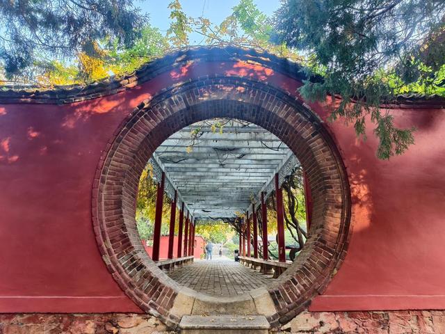 图集丨金秋岱庙美出圈 千年古银杏 “披金” 引客打卡