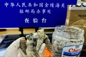 邮件里查获1.2公斤生腌响尾蛇？金陵海关：将销毁处理图片