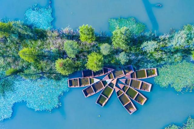 快来“薅羊毛”！金山这些景点限时免费