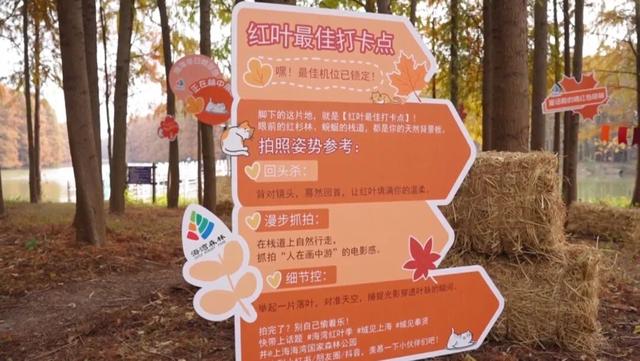 红叶映海湾，赏景正当时：上海海湾国家森林公园红叶节启幕