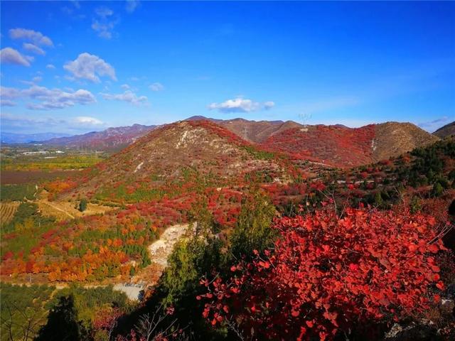 太美了！去北京这里赏“漫山红叶”｜周末京郊微度假