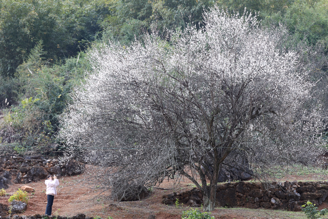 桂林平乐张家镇300亩青梅花绽放 游客纷至赴“梅”约
