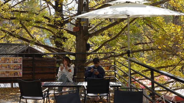 腾冲银杏村，迎来最佳观赏季！